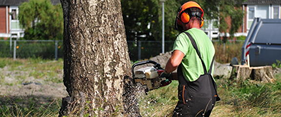 Voorvertonings afbeelding: Boomverzorging